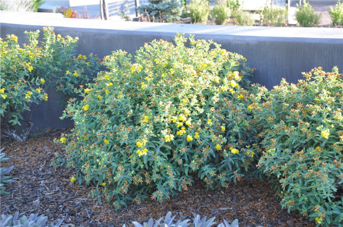 Plant photo of: Hypericum frondosum