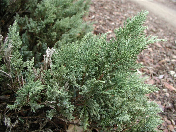 Plant photo of: Juniperus sabina 'Tamariscifolia