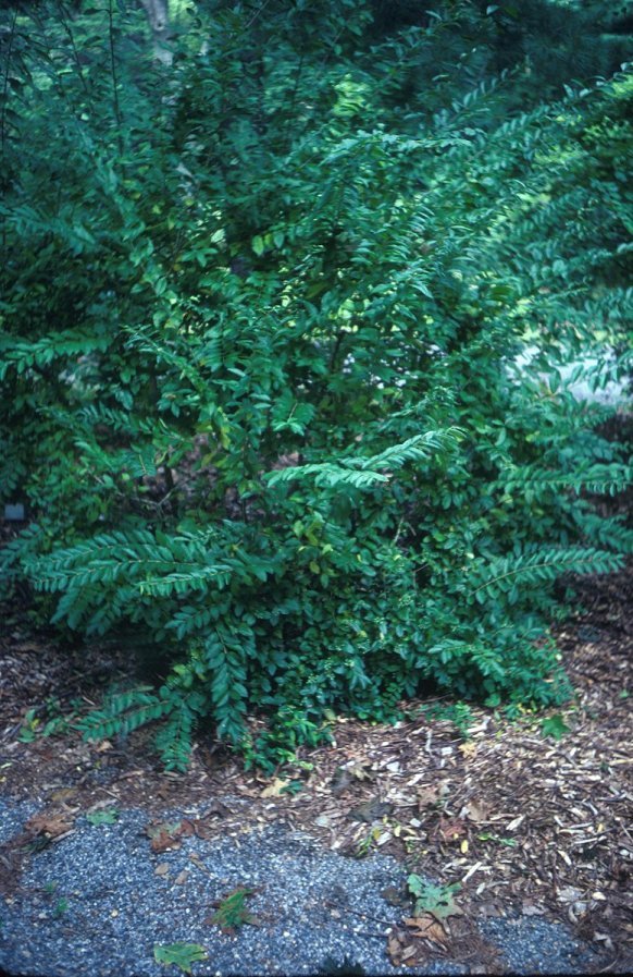 Plant photo of: Ligustrum amurense