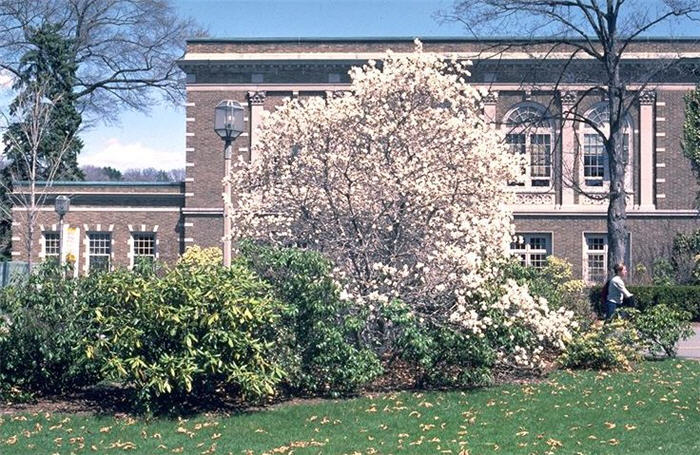 Plant photo of: Magnolia stellata