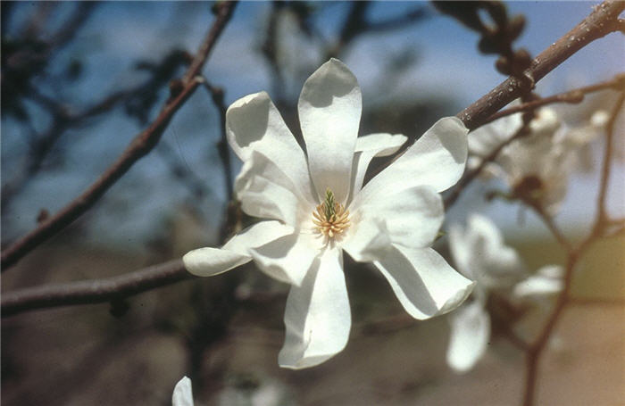Plant photo of: Magnolia stellata 'Centennial'