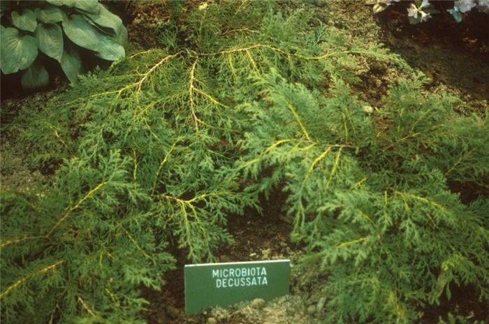 Plant photo of: Microbiota decussata