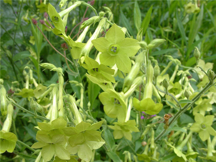 Plant photo of: Nicotiana hybribs