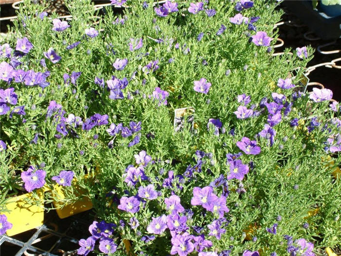 Plant photo of: Nierembergia 'Purple Robe'