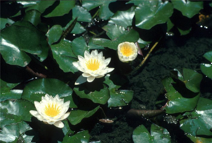 Plant photo of: Nymphaea cultivars