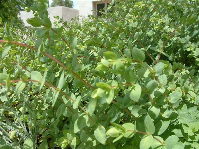 Plant photo of: Origanum libanoticum