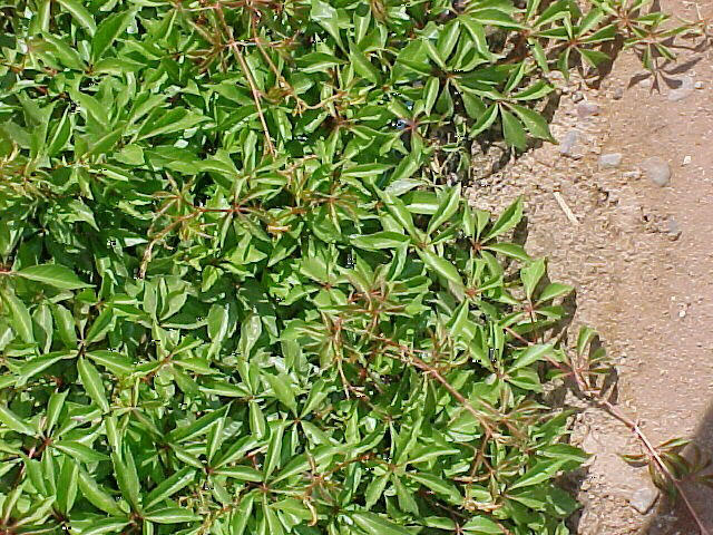 Plant photo of: Parthenocissus 'Hacienda Creeper'
