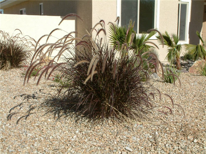 Plant photo of: Pennisetum 'Rubrum'