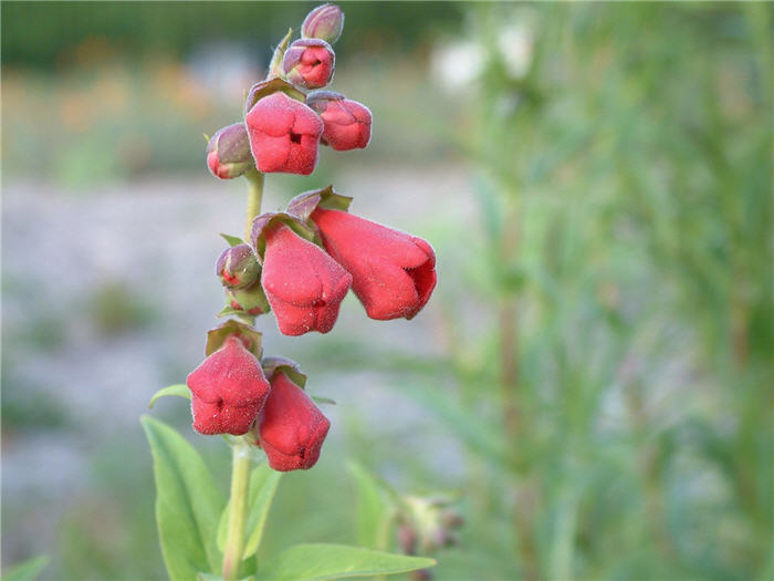 Plant photo of: Penstemon 'Firebird'