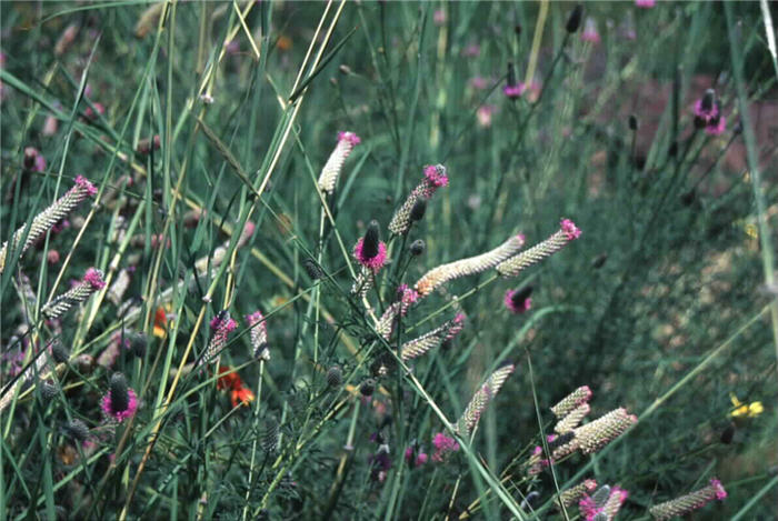 Plant photo of: Petalostemon purpureum