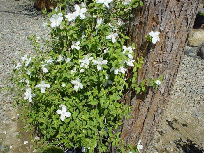 Plant photo of: Philadelphus x virginalis