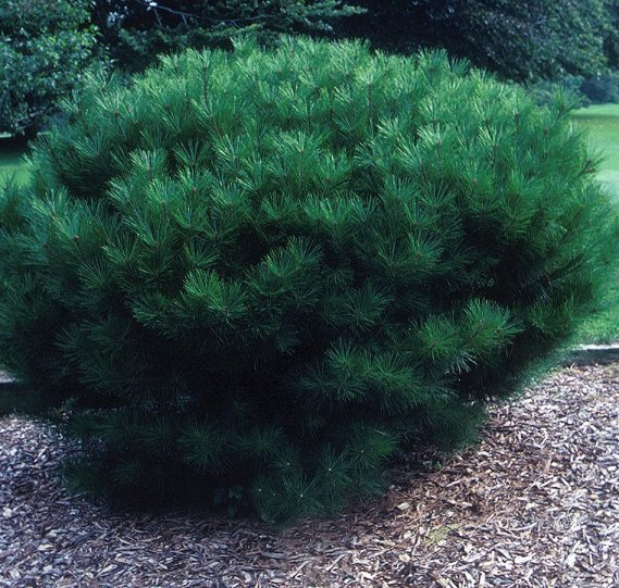 Plant photo of: Pinus densiflora 'Umbraculifera Compacta