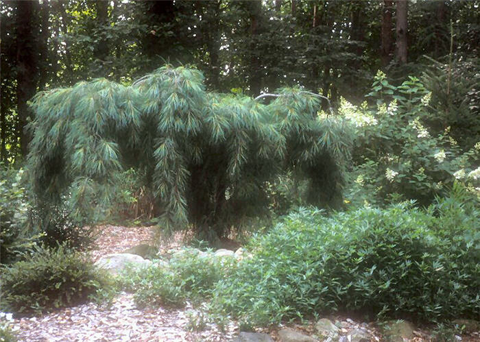 Plant photo of: Pinus strobus 'Pendula'