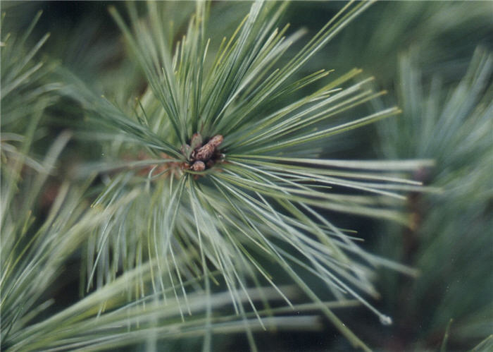 Plant photo of: Pinus strobus 'Nana'