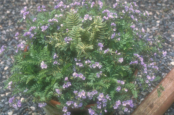 Plant photo of: Polemonium reptans