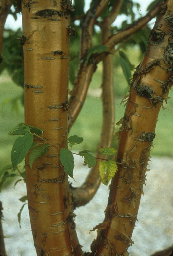 Plant photo of: Prunus maackii