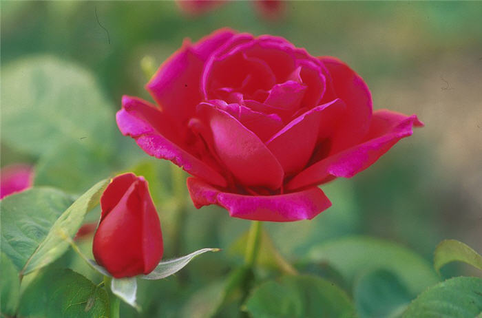 Plant photo of: Rosa x ssp.