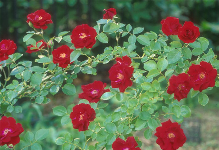 Plant photo of: Rosa x spp (Climbers)