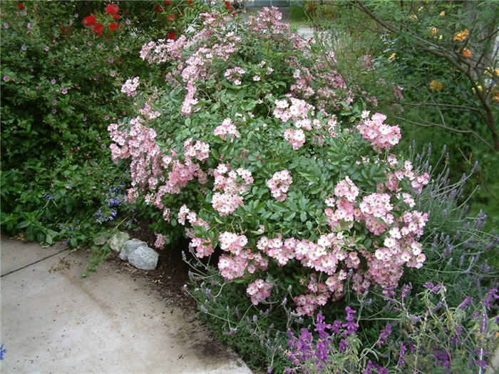Plant photo of: Rosa 'Nearly Wild' (Floribunda)