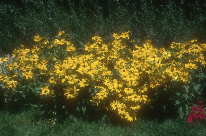 Plant photo of: Rudbeckia hirta 'Indian Summer'