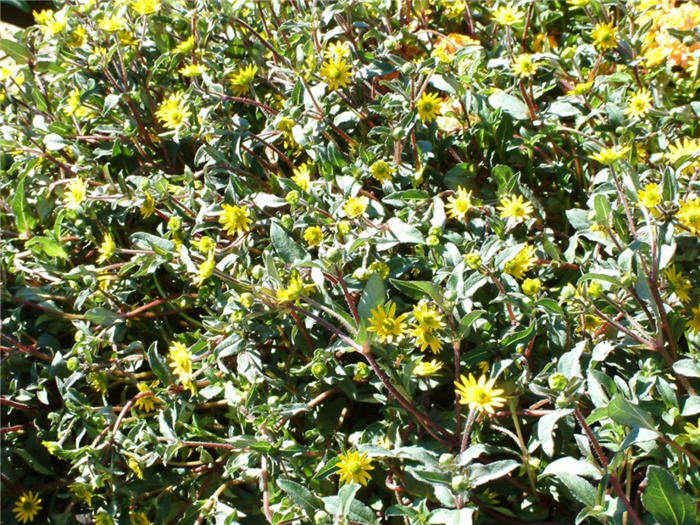 Plant photo of: Sanvitalia procumbens