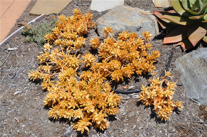 Plant photo of: Sedum 'Coppertone'