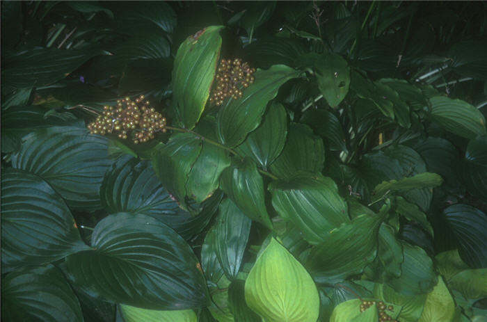 Plant photo of: Smilacina racemosa