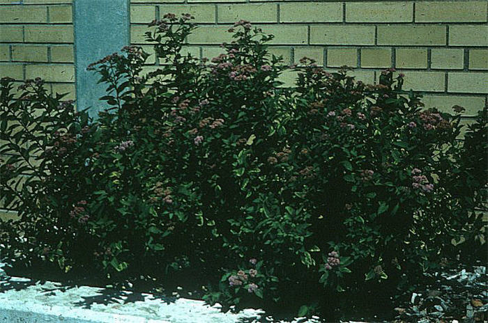 Plant photo of: Spiraea japonica 'Froebelii'