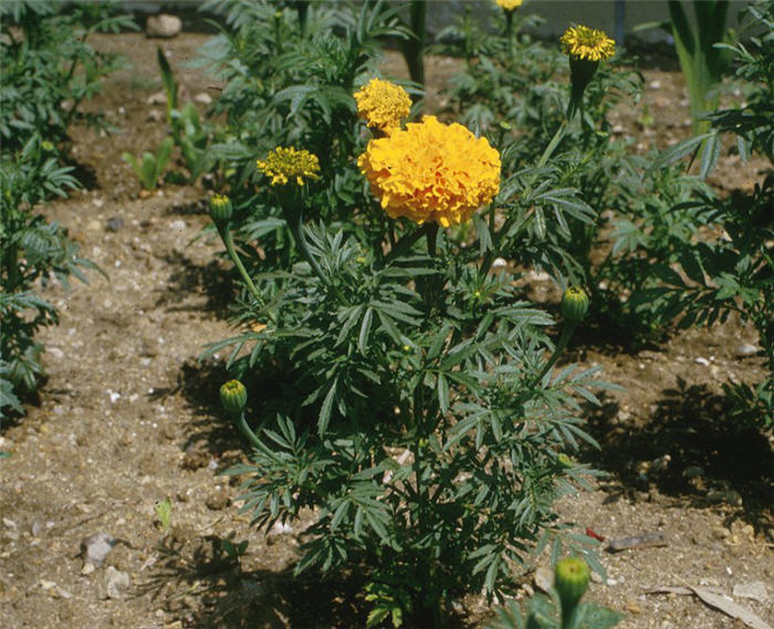 Plant photo of: Tagetes