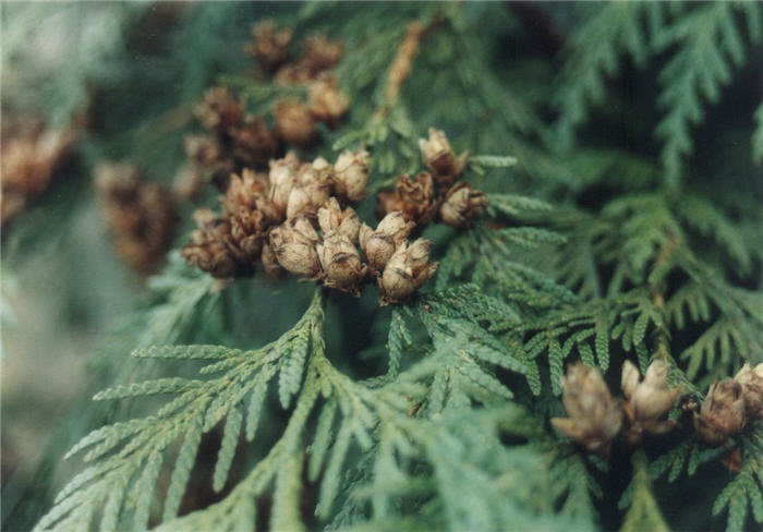 Plant photo of: Thuja plicata