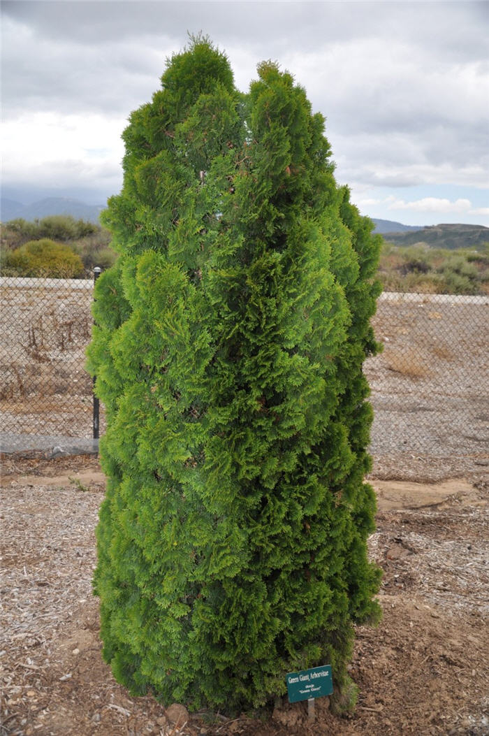 Plant photo of: Thuja 'Green Giant'