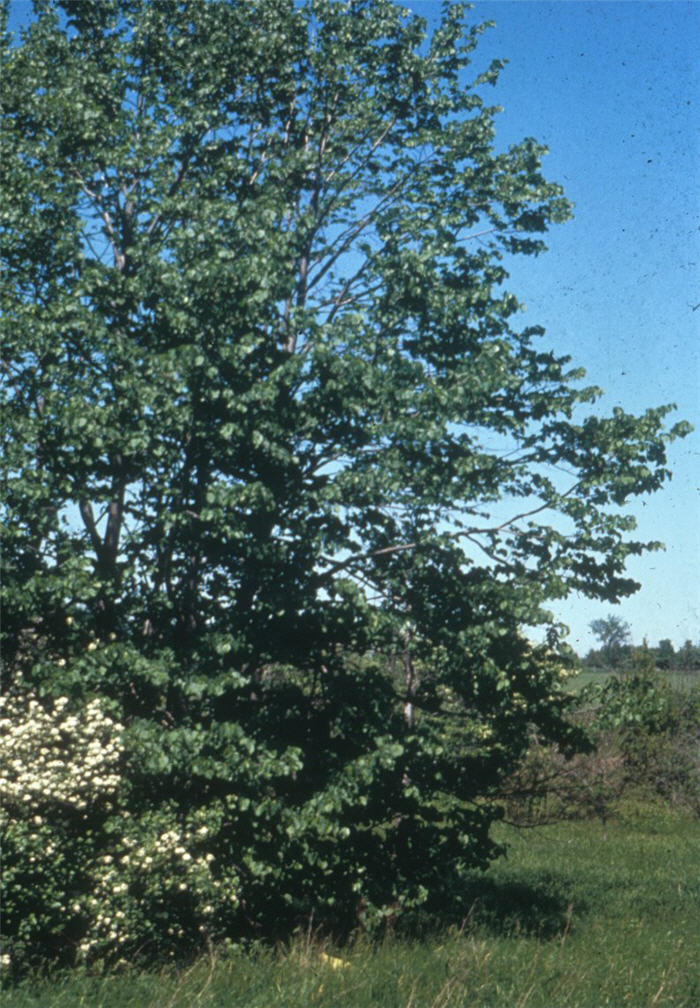 Plant photo of: Tilia americana