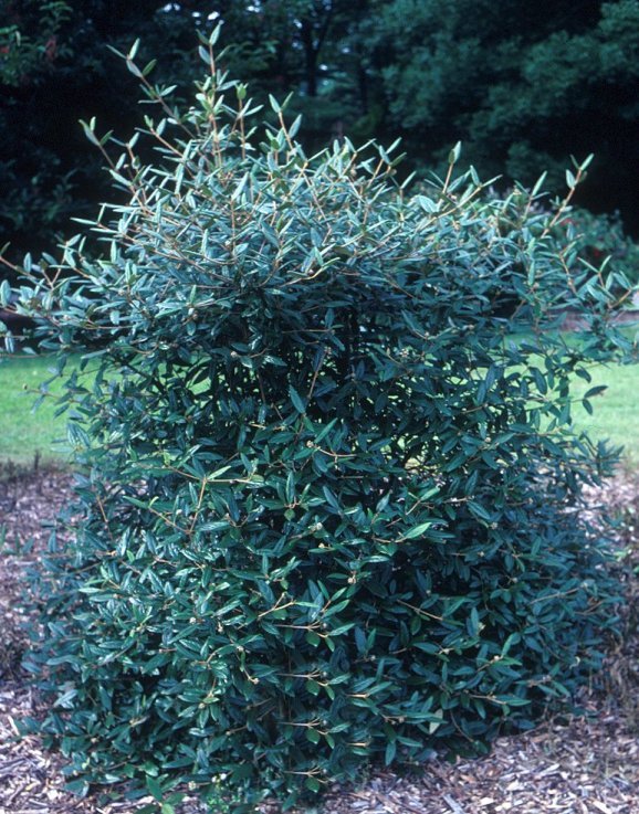 Plant photo of: Viburnum x pragense