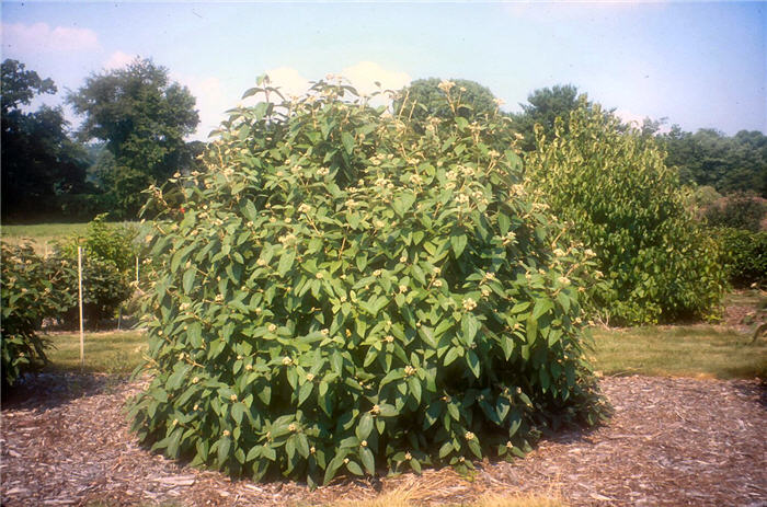 Plant photo of: Viburnum x rhytidophylloides 'Willowood'