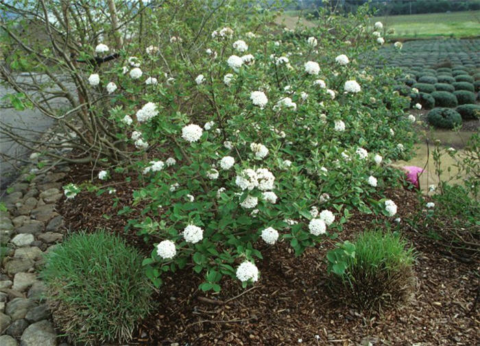 Plant photo of: Viburnum carlesii