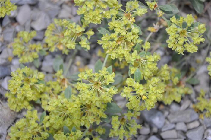Plant photo of: Alyssum saxatile