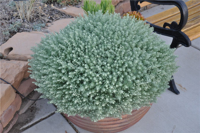 Plant photo of: Artemisia cana 'Silver'