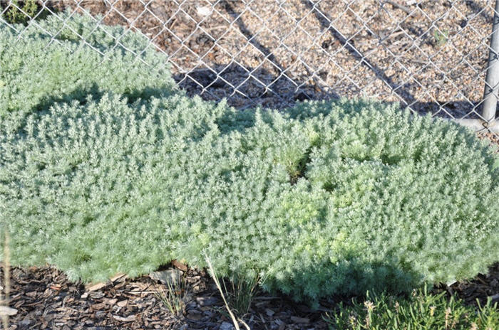Plant photo of: Artemisia schmidtiana 'Nana'