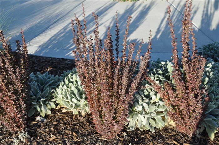 Plant photo of: Berberis thunbergii 'Helmond Pillar'