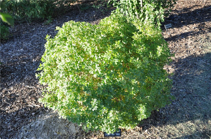 Plant photo of: Caragana frutex 'Globosa'
