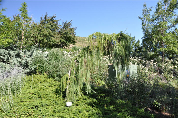 Plant photo of: Cedrus libani 'Pendula'