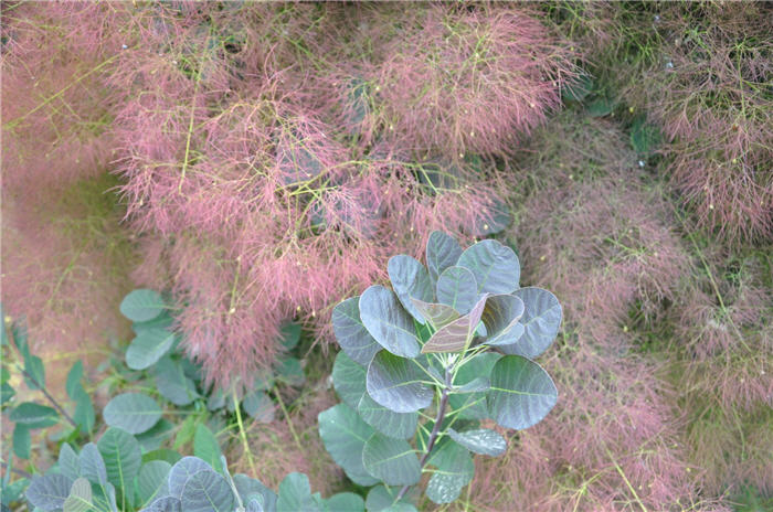 Plant photo of: Cotinus coggyria 'Velvet Cloak'
