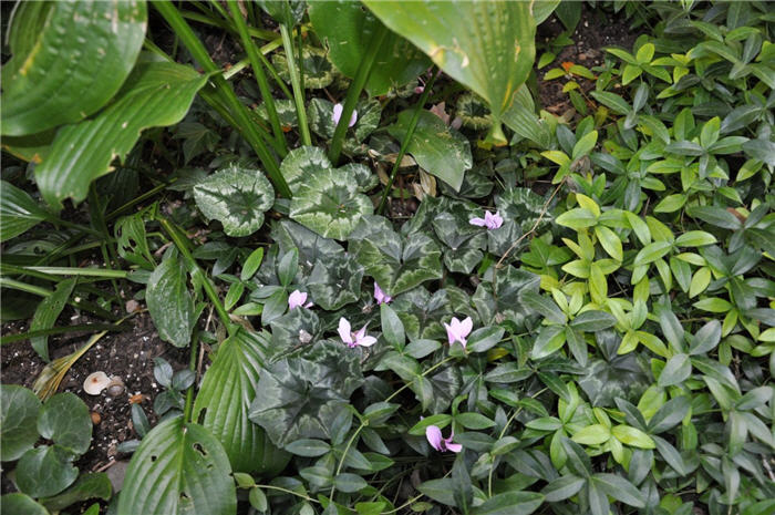 Plant photo of: Cyclamen hedenfolium