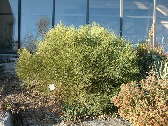 Plant photo of: Cytisus purgans