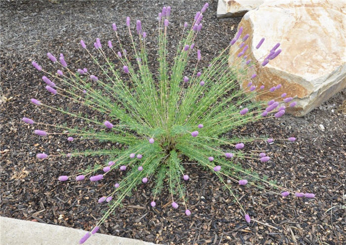 Plant photo of: Dalea purpurea