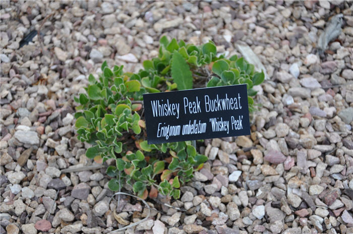 Plant photo of: Eriogonum umbellatum 'Whiskey Peak'