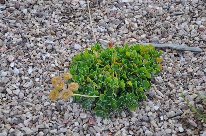 Plant photo of: Eriogonum umbellatum 'Whiskey Peak'