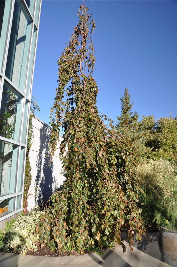 Plant photo of: Fagus sylvatica 'Dawyck'