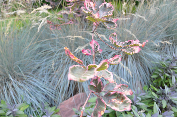 Plant photo of: Fagus sylvatica 'Roseo-marginata'