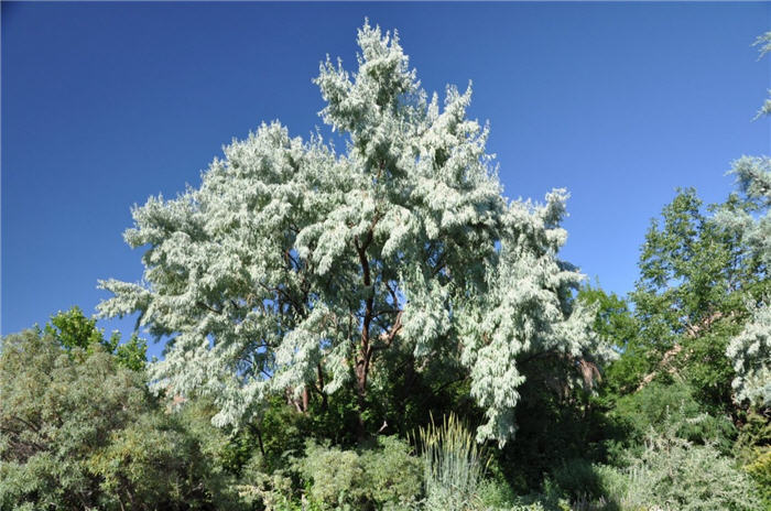 Plant photo of: Gleditsia triacanthos inermls 'Skyline'
